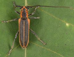 Saperda lateralis by (c) skitterbug, some rights reserved (CC BY), uploaded by skitterbug. Used under a CC-BY license.