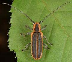 Saperda lateralis by (c) skitterbug, some rights reserved (CC BY), uploaded by skitterbug. Used under a CC-BY license.