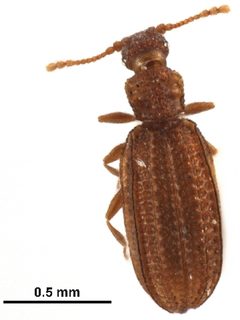 Akalyptoischiidae by (c) 
CBG Photography Group, Centre for Biodiversity Genomics, some rights reserved (CC BY). Used under a CC-BY license.