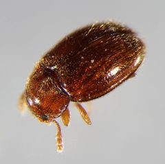 Anamorphidae by (c) carnifex, some rights reserved (CC BY), uploaded by carnifex. Used under a CC-BY license.
