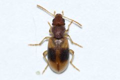 Amblyderus by (c) Owen Strickland, some rights reserved (CC BY), uploaded by Owen Strickland. Used under a CC-BY license.