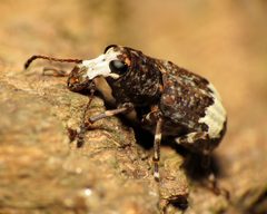 Eurymycter fasciatus by (c) Katja Schulz, some rights reserved (CC BY). Used under a CC-BY license.