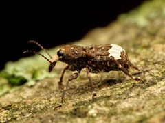Eurymycter fasciatus by (c) Katja Schulz, some rights reserved (CC BY). Used under a CC-BY license.