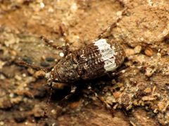 Eurymycter fasciatus by (c) Katja Schulz, some rights reserved (CC BY). Used under a CC-BY license.