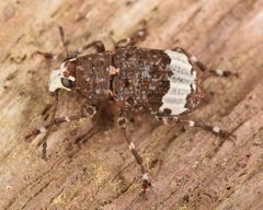 Eurymycter fasciatus by (c) skitterbug, some rights reserved (CC BY), uploaded by skitterbug. Used under a CC-BY license.