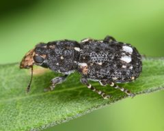 Goniocloeus by (c) skitterbug, some rights reserved (CC BY), uploaded by skitterbug. Used under a CC-BY license.