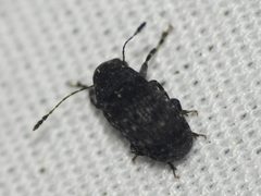 Piesocorynus moestus by (c) Sam Kieschnick, some rights reserved (CC BY), uploaded by Sam Kieschnick. Used under a CC-BY license.