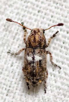 Toxonotus cornutus by (c) Justin Williams, some rights reserved (CC BY), uploaded by Justin Williams. Used under a CC-BY license.