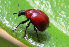 Homoeolabus analis by no rights reserved, uploaded by kcthetc1. Used under a CC0 license.