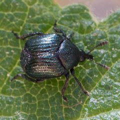 Pterocolus by (c) Ken-ichi Ueda, some rights reserved (CC BY), uploaded by Ken-ichi Ueda. Used under a CC-BY license.