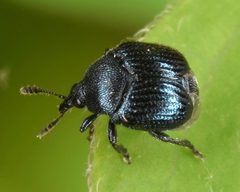 Pterocolus by (c) skitterbug, some rights reserved (CC BY), uploaded by skitterbug. Used under a CC-BY license.