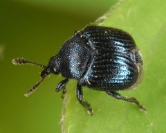 Pterocolus ovatus by (c) skitterbug, some rights reserved (CC BY), uploaded by skitterbug. Used under a CC-BY license.