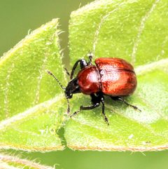 Synolabus nigripes by (c) Adrienne van den Beemt, some rights reserved (CC BY), uploaded by Adrienne van den Beemt. Used under a CC-BY license.