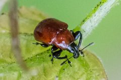 Synolabus nigripes by (c) Bill Keim, some rights reserved (CC BY), uploaded by Bill Keim. Used under a CC-BY license.