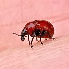 Synolabus nigripes by (c) Michael K. Oliver, some rights reserved (CC BY), uploaded by Michael K. Oliver. Used under a CC-BY license.