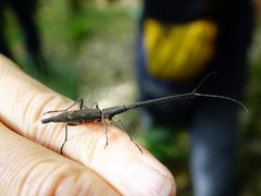 Brentidae by (c) Jacqui Geux, some rights reserved (CC BY), uploaded by Jacqui Geux. Used under a CC-BY license.