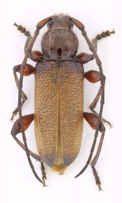 Callidiellum villosulum by (c) Jacek Kurzawa, some rights reserved (CC BY), uploaded by Jacek Kurzawa. Used under a CC-BY license.