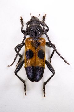 Semanotus ligneus by (c) Kyle Rossner, some rights reserved (CC BY), uploaded by Kyle Rossner. Used under a CC-BY license.