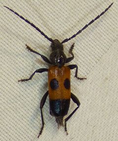 Semanotus ligneus by no rights reserved, uploaded by kcthetc1. Used under a CC0 license.