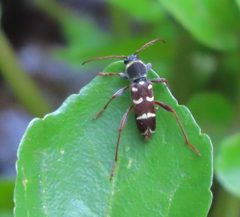 Clytus blaisdelli by (c) John Hibbard, some rights reserved (CC BY), uploaded by John Hibbard. Used under a CC-BY license.