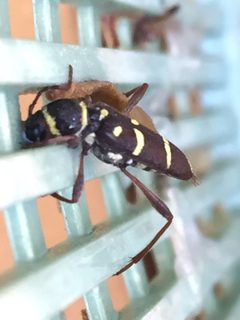 Clytus blaisdelli by (c) Wendy Herniman, some rights reserved (CC BY), uploaded by Wendy Herniman. Used under a CC-BY license.