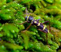 Clytus blaisdelli by (c) John Hibbard, some rights reserved (CC BY), uploaded by John Hibbard. Used under a CC-BY license.
