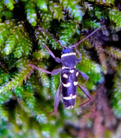 Clytus blaisdelli by (c) John Hibbard, some rights reserved (CC BY), uploaded by John Hibbard. Used under a CC-BY license.