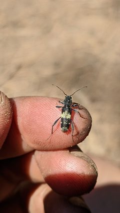 Clytus clitellarius by (c) My-Lan Le, some rights reserved (CC BY), uploaded by My-Lan Le. Used under a CC-BY license.