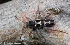 Neoclytus conjunctus by (c) B Staffan Lindgren, some rights reserved (CC BY), uploaded by B Staffan Lindgren. Used under a CC-BY license.