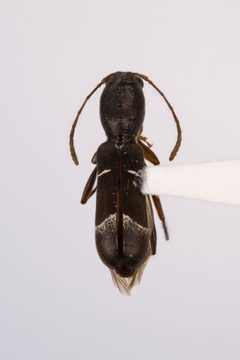 Neoclytus jouteli by (c) Kyle Rossner, some rights reserved (CC BY), uploaded by Kyle Rossner. Used under a CC-BY license.