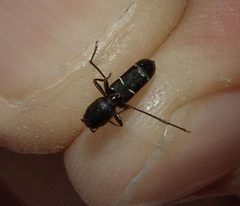 Neoclytus jouteli by (c) Gordon C. Snelling, some rights reserved (CC BY), uploaded by Gordon C. Snelling. Used under a CC-BY license.