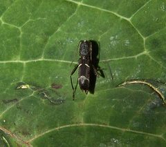 Neoclytus jouteli by (c) Gordon C. Snelling, some rights reserved (CC BY), uploaded by Gordon C. Snelling. Used under a CC-BY license.
