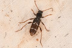 Neoclytus muricatulus by (c) Trevor Van Loon, some rights reserved (CC BY), uploaded by Trevor Van Loon. Used under a CC-BY license.