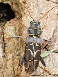 Neoclytus scutellaris by (c) Mark Richman, some rights reserved (CC BY), uploaded by Mark Richman. Used under a CC-BY license.