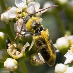 Triodoclytus lanifer by (c) Ken-ichi Ueda, some rights reserved (CC BY), uploaded by Ken-ichi Ueda. Used under a CC-BY license.