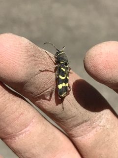 Xylotrechus obliteratus by (c) Luke Padon, some rights reserved (CC BY), uploaded by Luke Padon. Used under a CC-BY license.