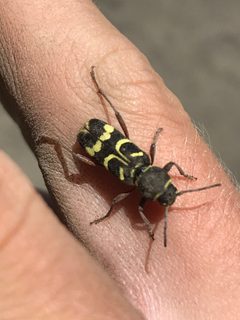 Xylotrechus obliteratus by (c) Luke Padon, some rights reserved (CC BY), uploaded by Luke Padon. Used under a CC-BY license.