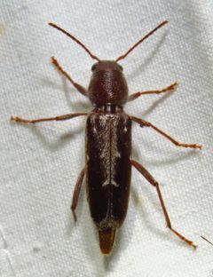 Xylotrechus sagittatus by (c) David Dodd, some rights reserved (CC BY), uploaded by David Dodd. Used under a CC-BY license.
