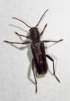 Xylotrechus sagittatus by (c) David Dodd, some rights reserved (CC BY), uploaded by David Dodd. Used under a CC-BY license.