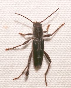 Xylotrechus sagittatus by (c) Laura Gaudette, some rights reserved (CC BY), uploaded by Laura Gaudette. Used under a CC-BY license.