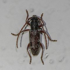 Anelaphus inermis by (c) Adrienne van den Beemt, some rights reserved (CC BY), uploaded by Adrienne van den Beemt. Used under a CC-BY license.