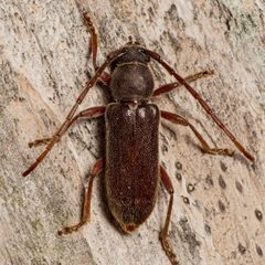 Anelaphus moestus by (c) Justin Williams, some rights reserved (CC BY), uploaded by Justin Williams. Used under a CC-BY license.