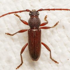 Anelaphus moestus by (c) Justin Williams, some rights reserved (CC BY), uploaded by Justin Williams. Used under a CC-BY license.