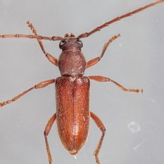 Anelaphus moestus by (c) Victor Engel, some rights reserved (CC BY), uploaded by Victor Engel. Used under a CC-BY license.