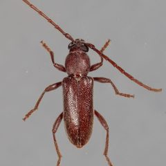Anelaphus moestus by (c) Victor Engel, some rights reserved (CC BY), uploaded by Victor Engel. Used under a CC-BY license.