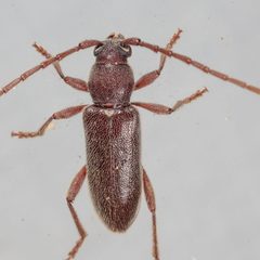 Anelaphus moestus by (c) Victor Engel, some rights reserved (CC BY), uploaded by Victor Engel. Used under a CC-BY license.