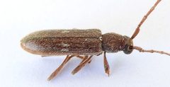 Anelaphus similis by (c) jimeckert49, some rights reserved (CC BY). Used under a CC-BY license.