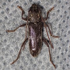 Anelaphus subdepressus by (c) Sue Carnahan, some rights reserved (CC BY), uploaded by Sue Carnahan. Used under a CC-BY license.