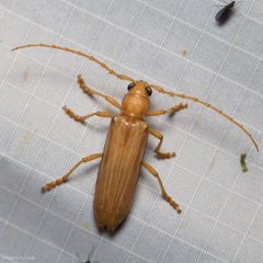 Atylostagma by (c) Ken-ichi Ueda, some rights reserved (CC BY), uploaded by Ken-ichi Ueda. Used under a CC-BY license.