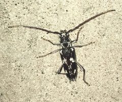 Elaphidion irroratum by no rights reserved, uploaded by Jade Fortnash. Used under a CC0 license.